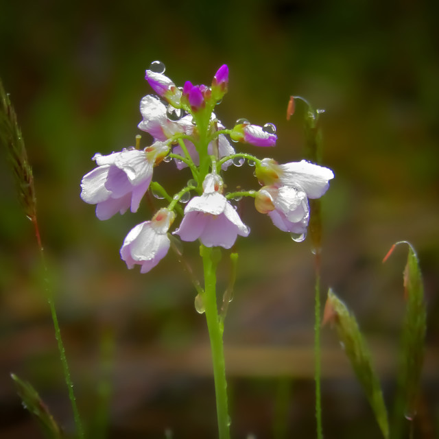 "Wild flowers" stock image