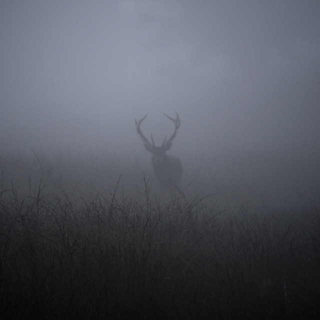 "Mist-ical Deer" by Charley Vision - $12.56 "Mist-ical Deer" stock image