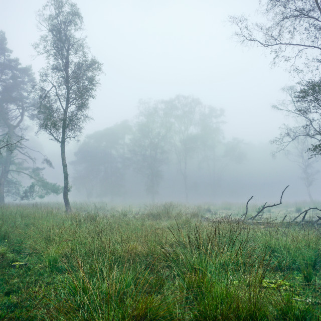 "Let's walk in the wood" by Charley Vision - $4.88 "Let's walk in the wood" stock image