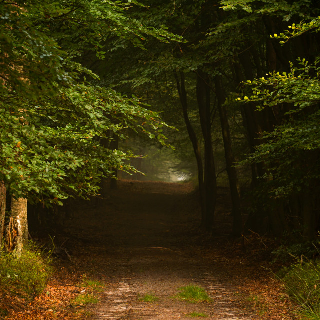"Let's walk in the wood" by Charley Vision - $4.88 "Let's walk in the wood" stock image
