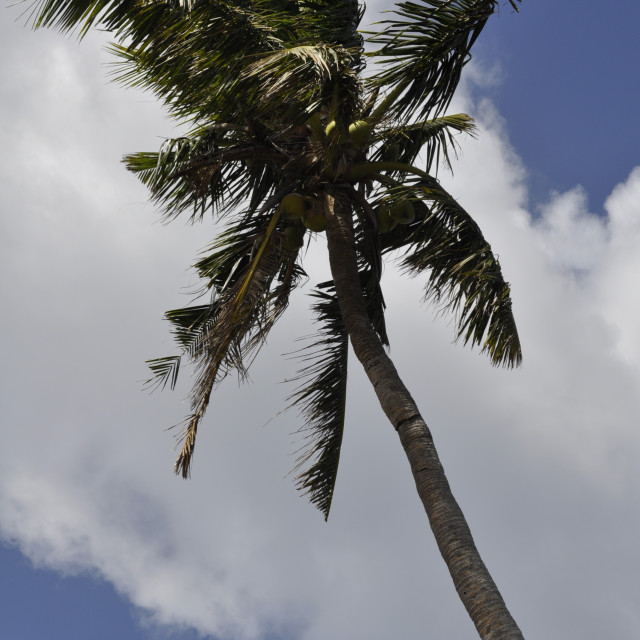 "Coconut tree on Guam" by Janille Eclavea - $6.20 "Coconut tree on Guam" stock image
