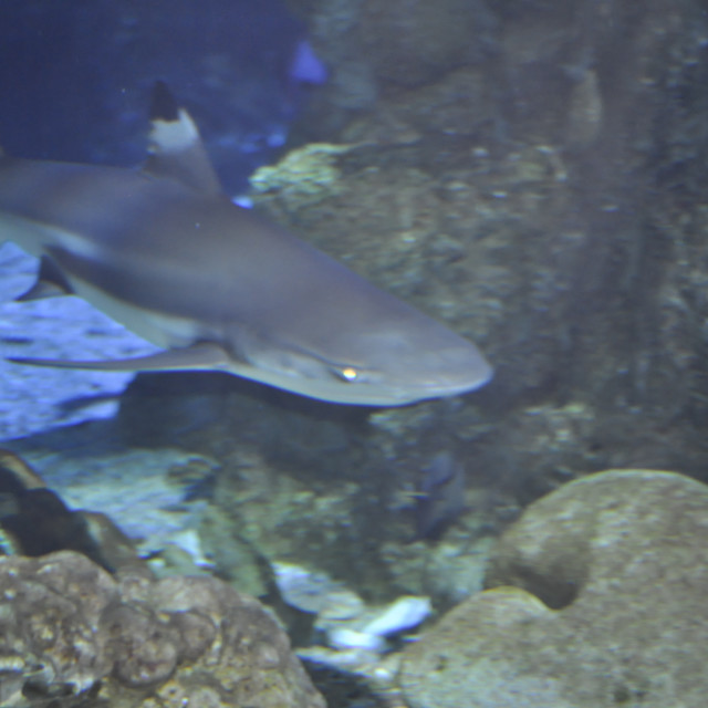 "Shark on Guam" by Janille Eclavea - $6.20 "Shark on Guam" stock image