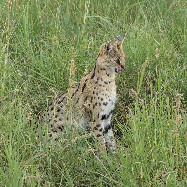 "A Serval up close" stock image