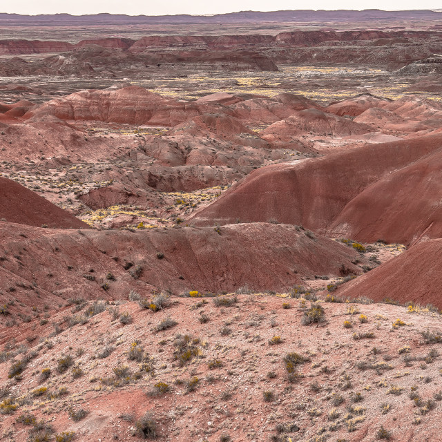 "Arizona Desert Landscape" by JOHN MOUNT - $25.14 "Arizona Desert Landscape" stock image