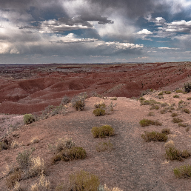 "Arizona Desert Landscape" by JOHN MOUNT - $25.14 "Arizona Desert Landscape" stock image