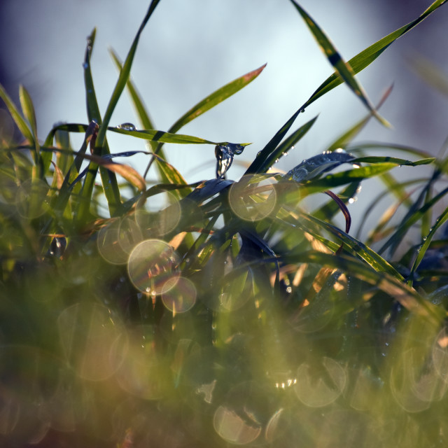 "Covetous Fields" stock image