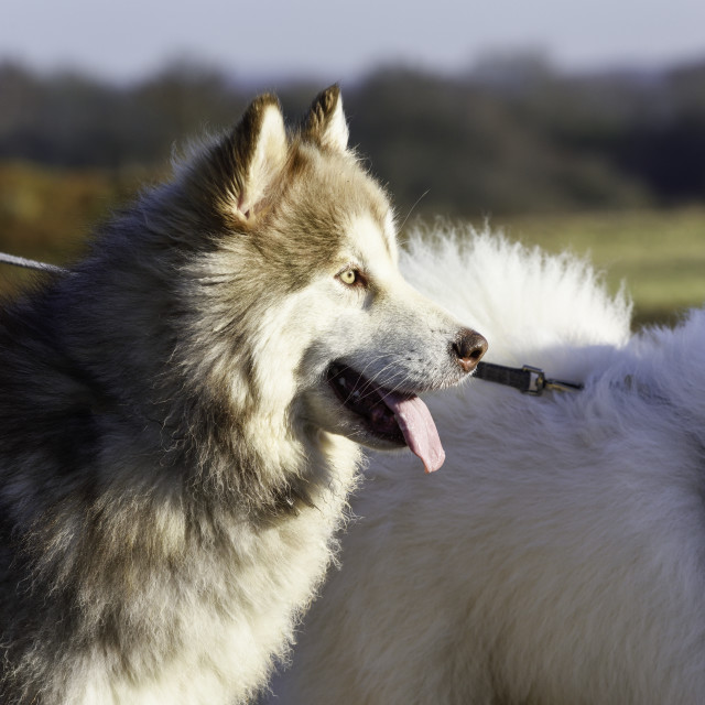 "Samoyed and Malamute Alaskan Husky Dogs." stock image