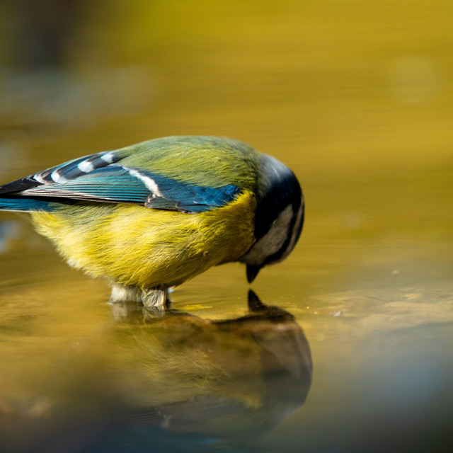 "Blue tit bird in water well" by frederik enneman - £20.00 "Blue tit bird in water well" stock image