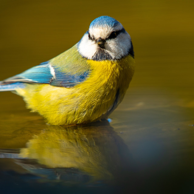 "Blue Tit in water well" by frederik enneman - £20.00 "Blue Tit in water well" stock image