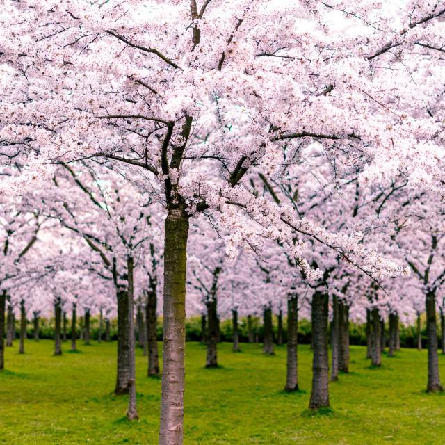 Pink japanese cherry blossom garden in Amsterdam in full bloom at the