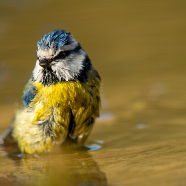 "Blue Tit bird in wet feather suit" by frederik enneman - £20.00 "Blue Tit bird in wet feather suit" stock image