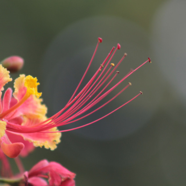 Amarilla-Fucsia (Caesalpinia Pucherrima) - License, download or print for  £3.72 | Photos | Picfair