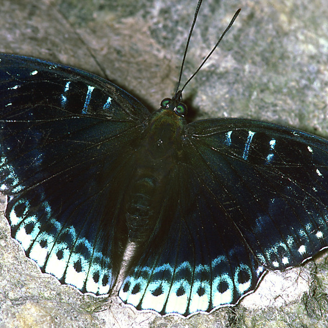 "A blue butterfly on a rock, Malaysia." stock image