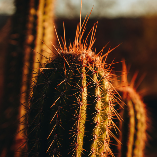 "cacti" stock image