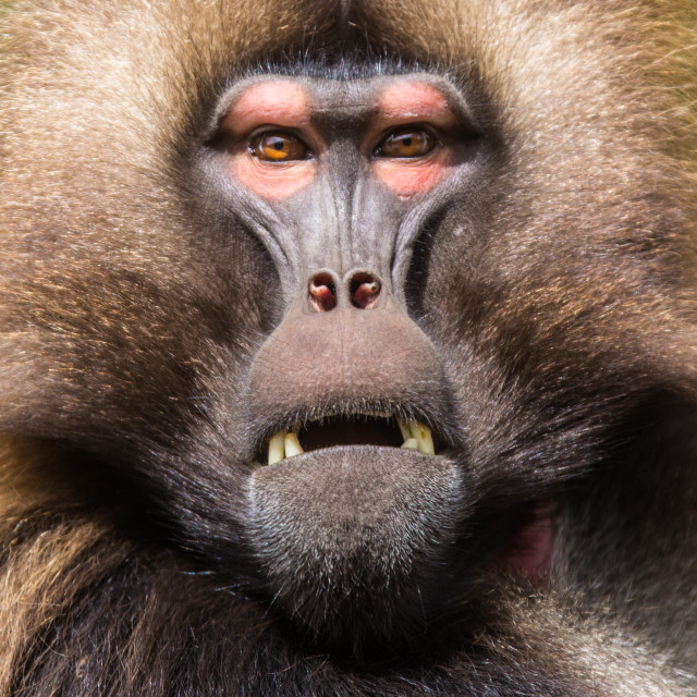 "Gelada baboon" stock image