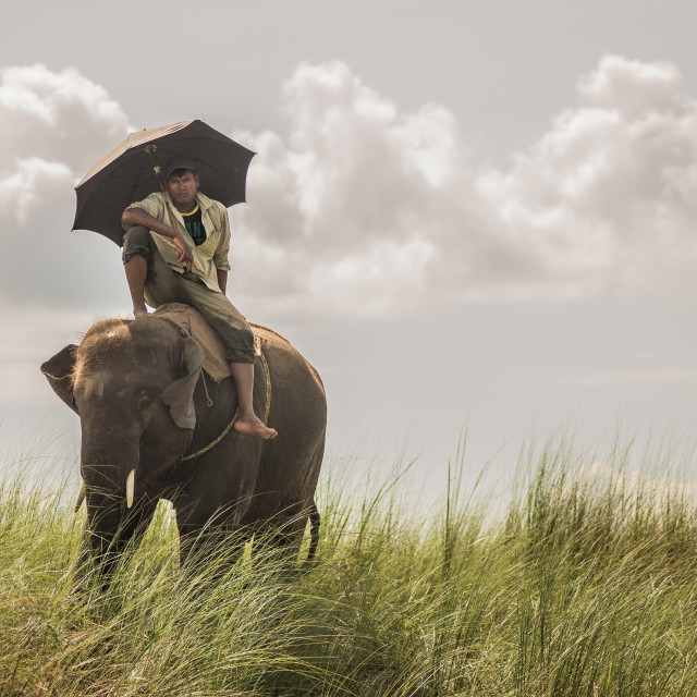 "Man riding an elephant" stock image