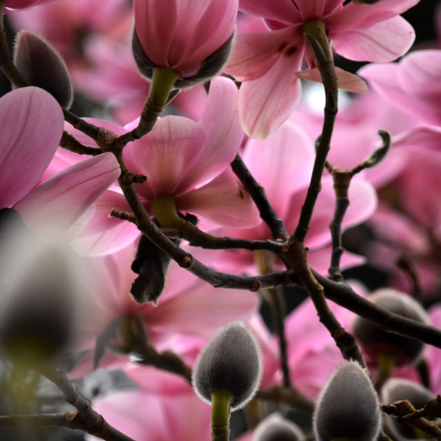 "Magnolia I" stock image