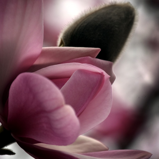 "Magnolia VI" stock image