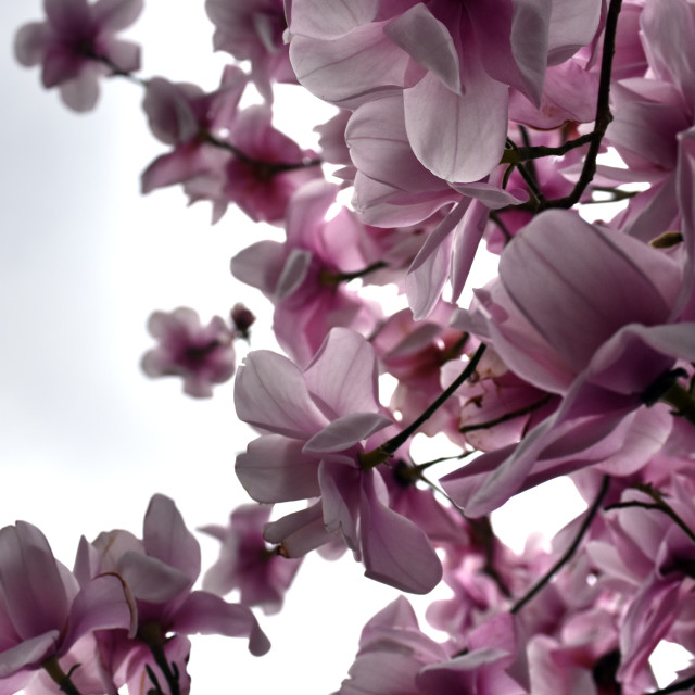 "Magnolia II" stock image