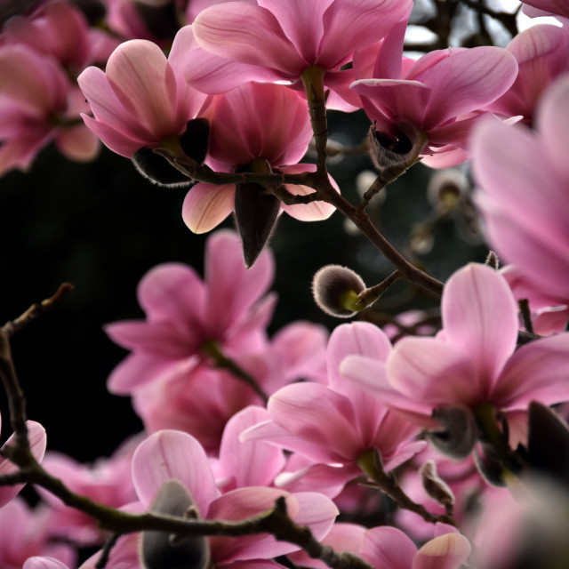 "Magnolia V" stock image