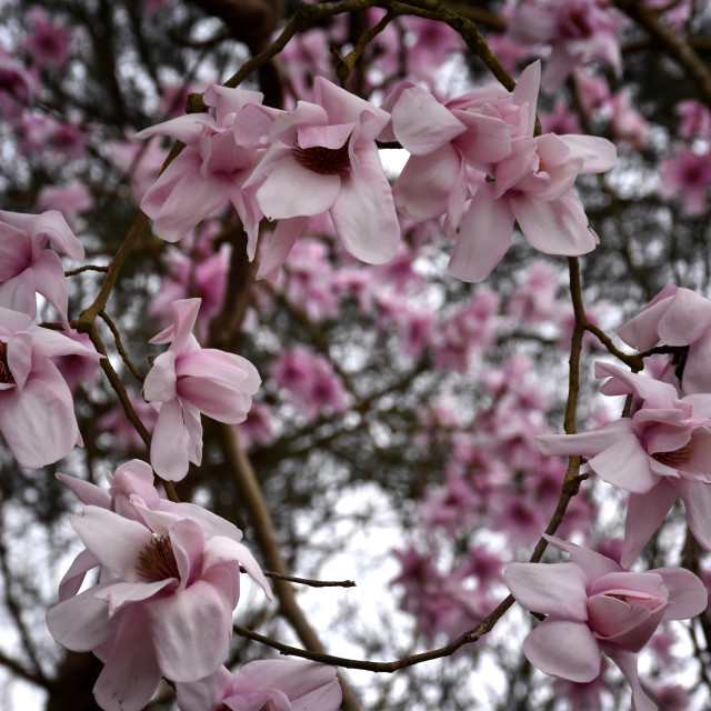 "Magnolia III" stock image