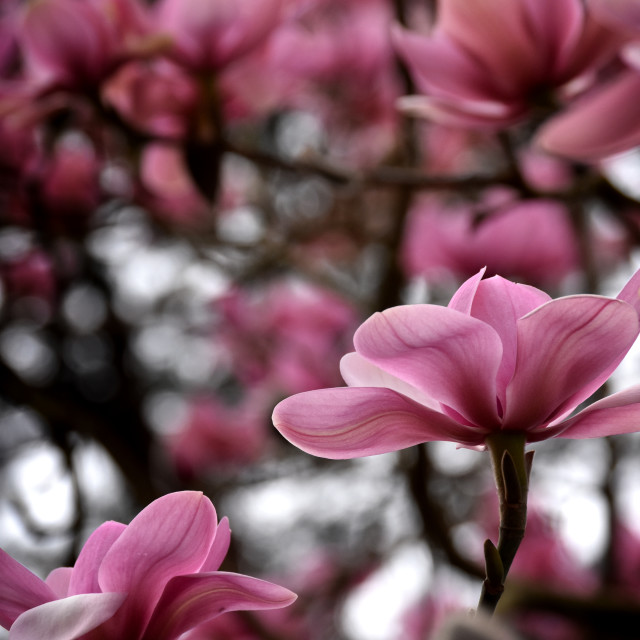 "Magnolia VII" stock image