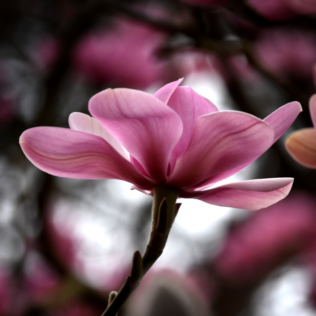 "Magnolia IX" stock image