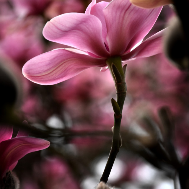 "Magnolia X" stock image