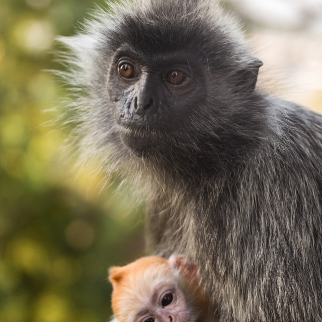 "Silvery lutungs" stock image