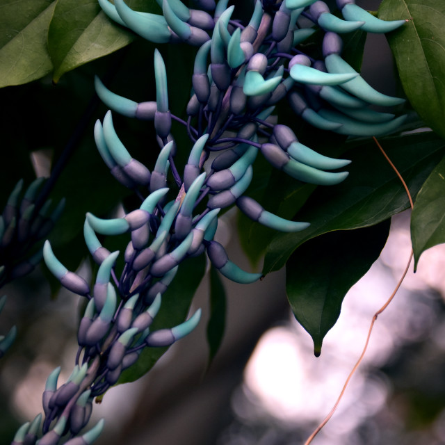 "The Jade Spine" stock image