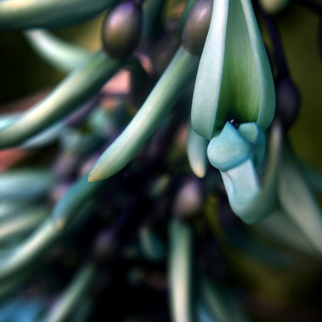 "Jade Vine III" stock image