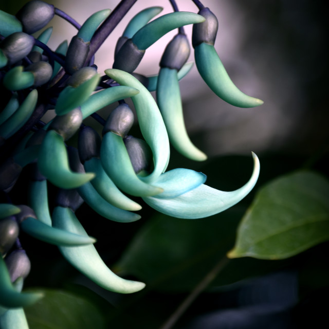 "Jade Vine II" stock image