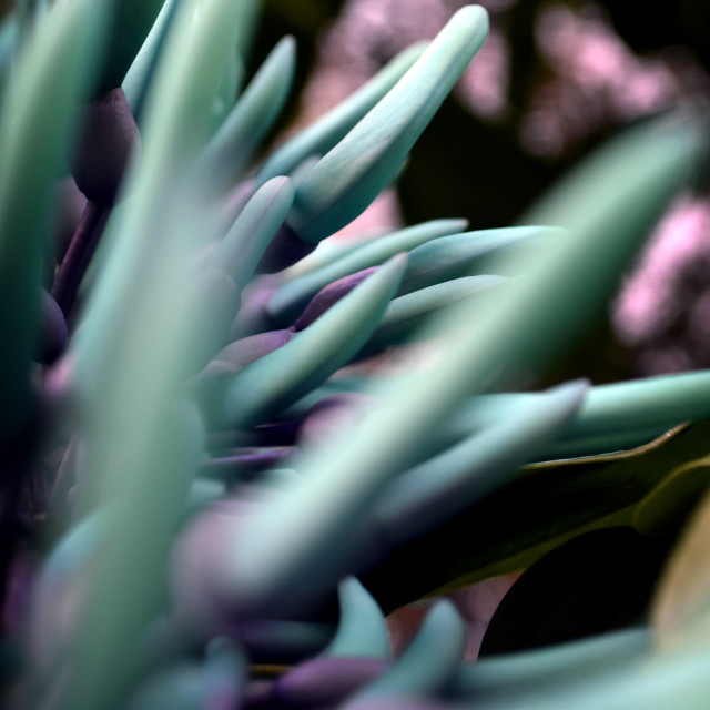 "Jade Vine I" stock image