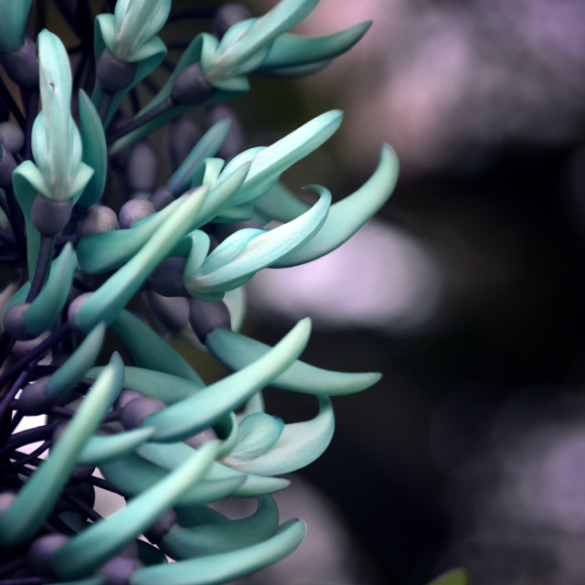 "Jade Vine V" stock image