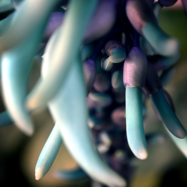 "Jade Vine VI" stock image