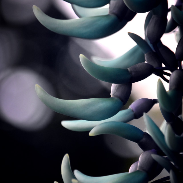 "Jade Vine VIII" stock image