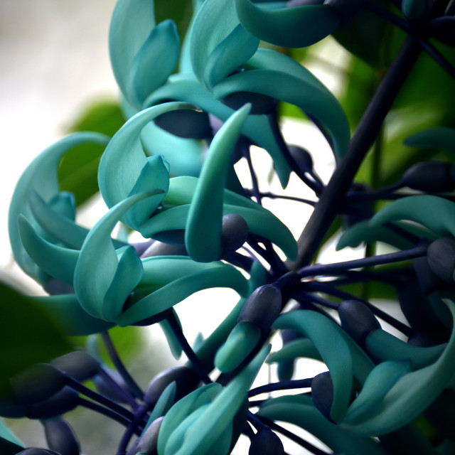 "Jade Vine X" stock image