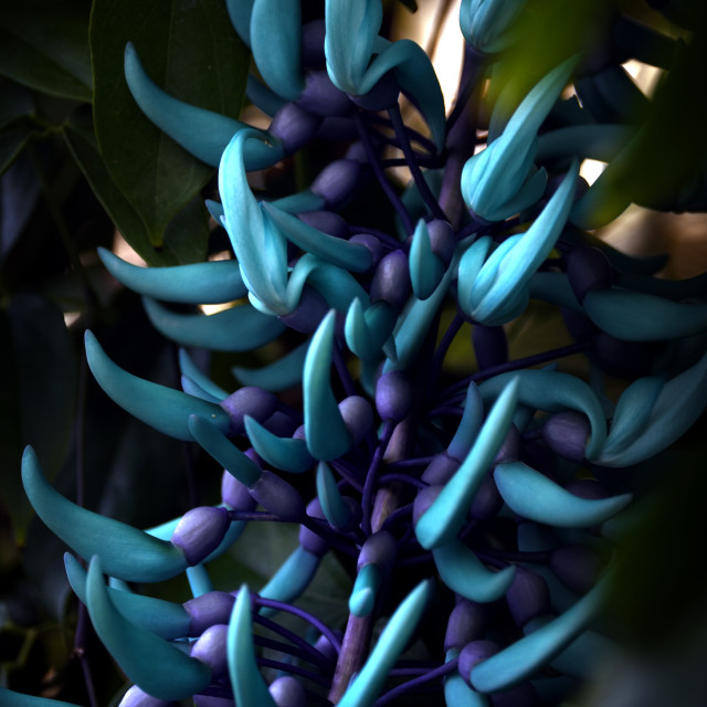 "Jade Vine IX" stock image