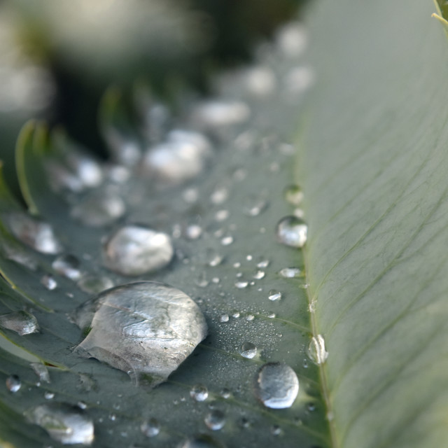 "Drops I" stock image