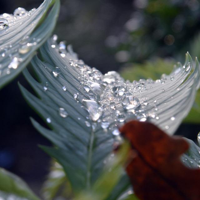 "Drops IV" stock image