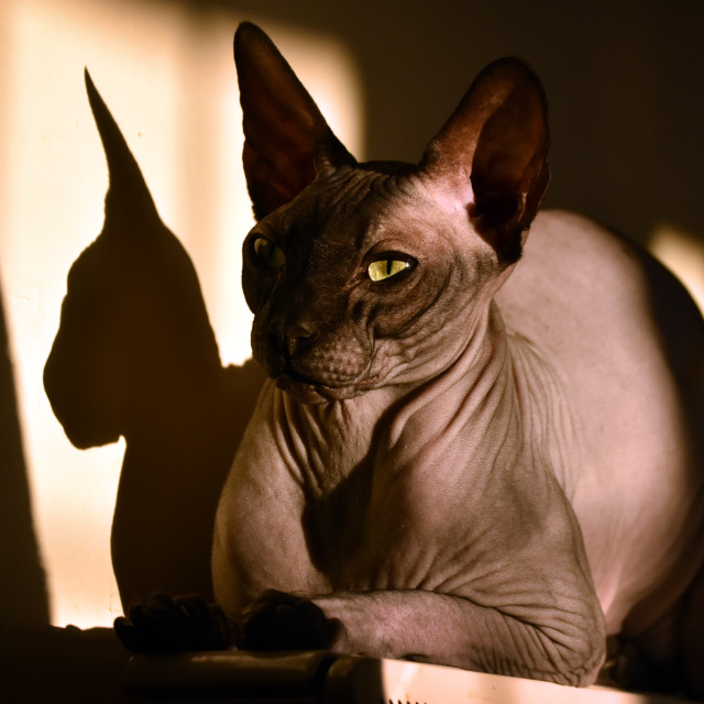 "Sphynx" stock image