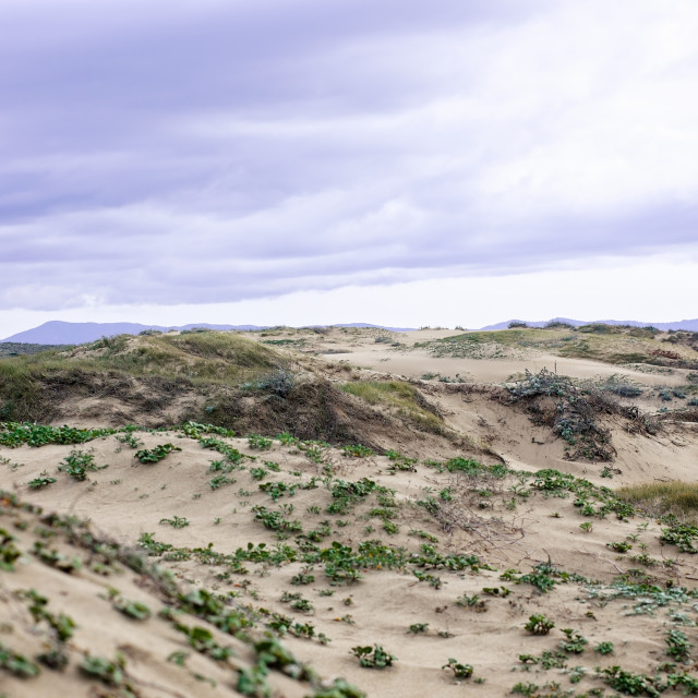 "Lavender Clouds Over Sand Dunes" stock image