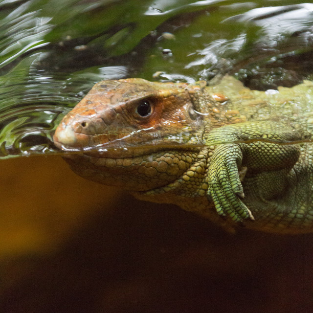 "Alligator iguana" by Anibal Bueno - $12.20 "Alligator iguana" stock image