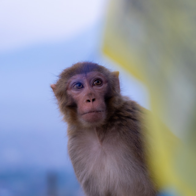 "Do not feed the monkeys" by Charley Vision - $5.02 "Do not feed the monkeys" stock image
