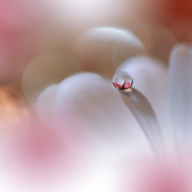 "Beautiful Nature Background.Floral Art Design.Abstract Macro Photography.White Daisy Flower." stock image