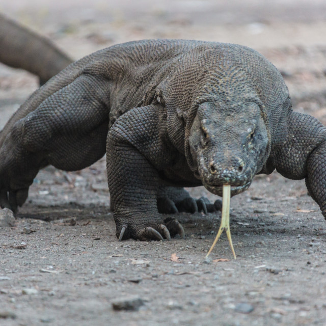 "Komodo dragon" stock image