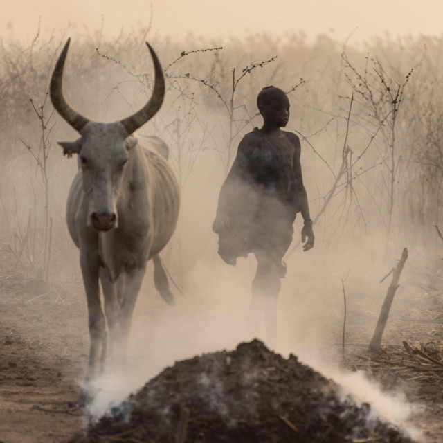 "Young Mundari with his cow" by Anibal Bueno - $12.20 "Young Mundari with his cow" stock image