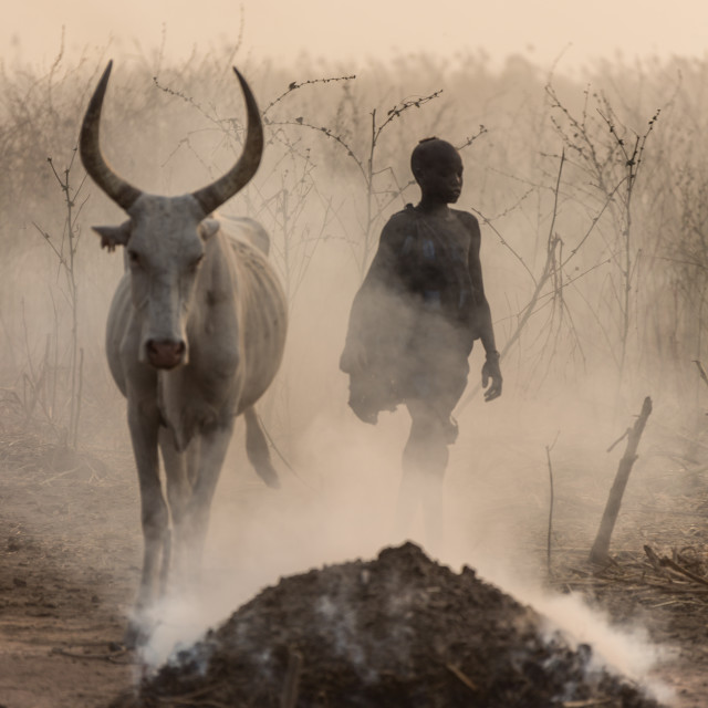 "Young Mundari with his cow" stock image