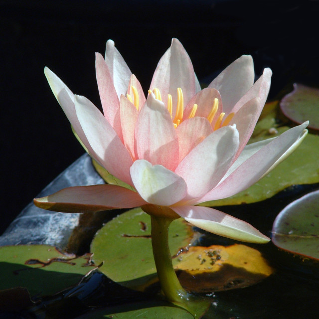 "bright water lily on dark background" stock image