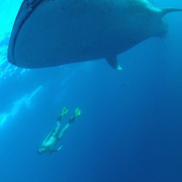 "Whaleshark and diver" stock image